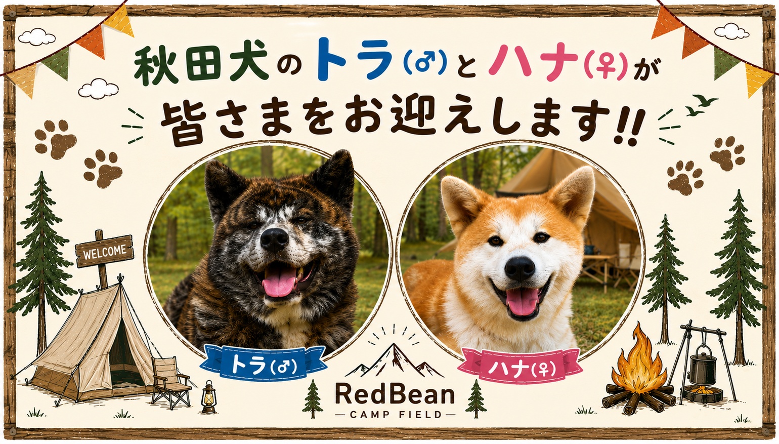 秋田犬のトラとハナがみなさんをお出迎えします